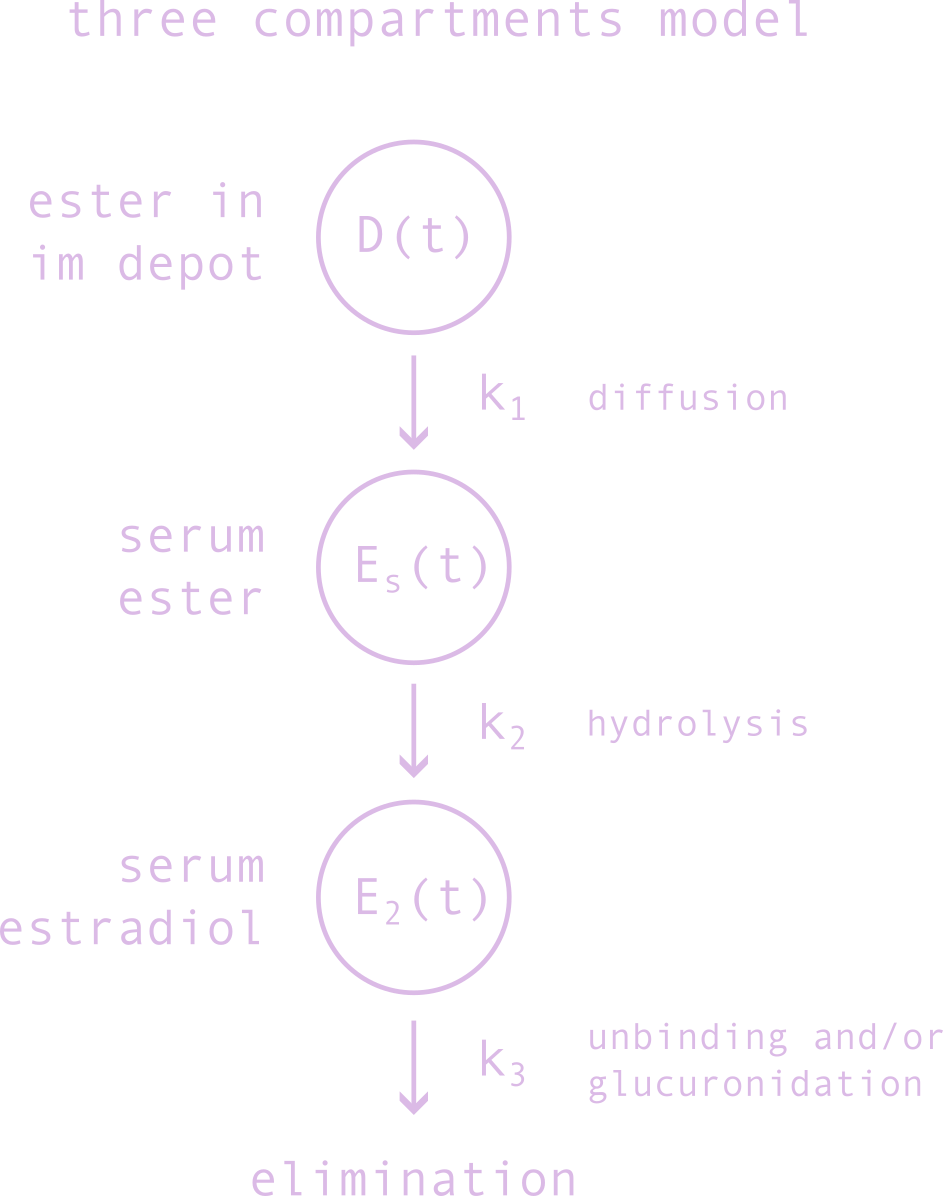 3-compartments model of im esters